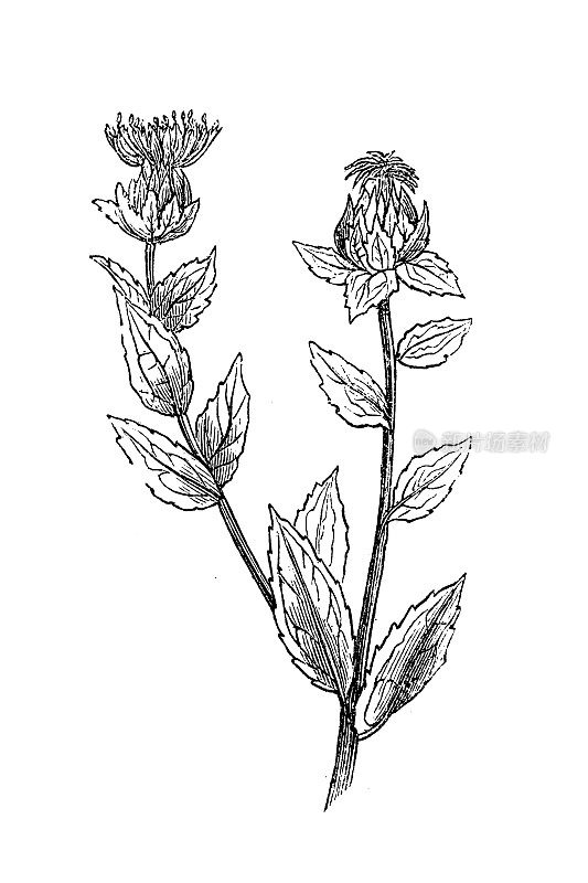 红花(Carthamus tininctorius)